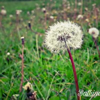 <i>Taraxacum javanicum</i>  Soest